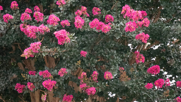 Plum Magic Crapemyrtle with pink flowers and dark green leaves
