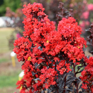 Red blooms on Sunset Magic Crapemyrtle
