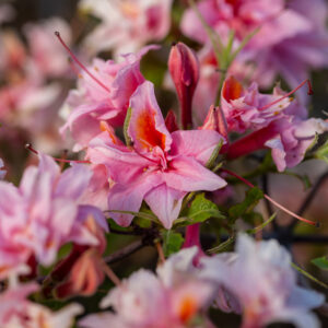 pink flowers blooming on Electric Lights Double Pink Azalea