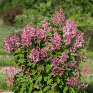 flowering Pinktini Lilac in the landscape