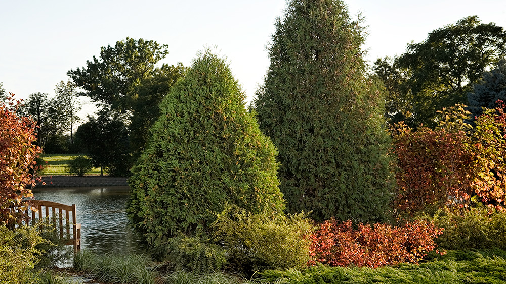 Technito Arborvitae planted in front of a lake