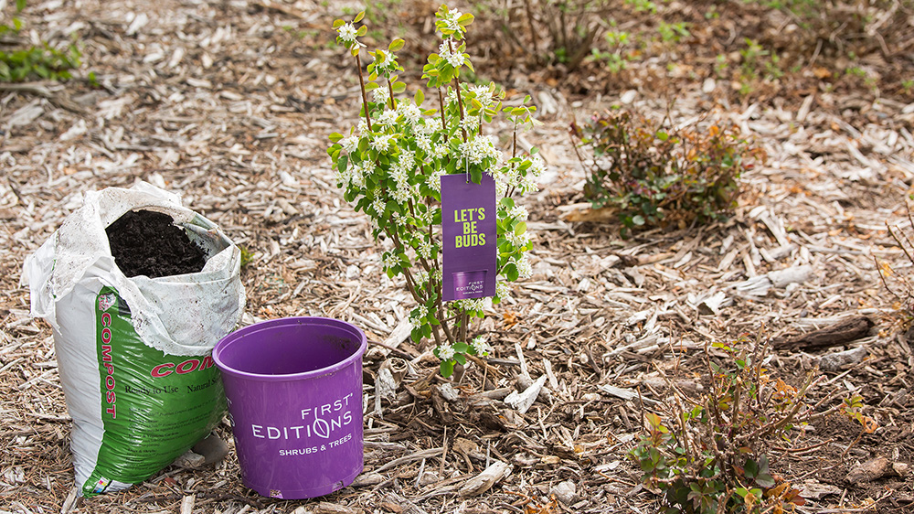 newly planted Standing Ovation Serviceberry with pot and soil