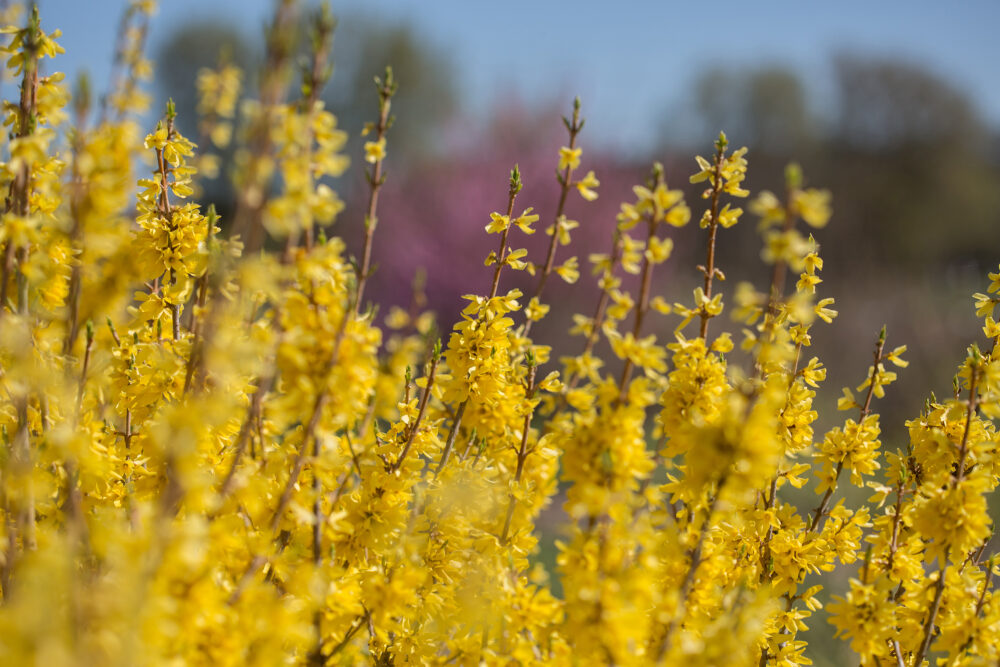 Spring Fling® Forsythia | First Editions