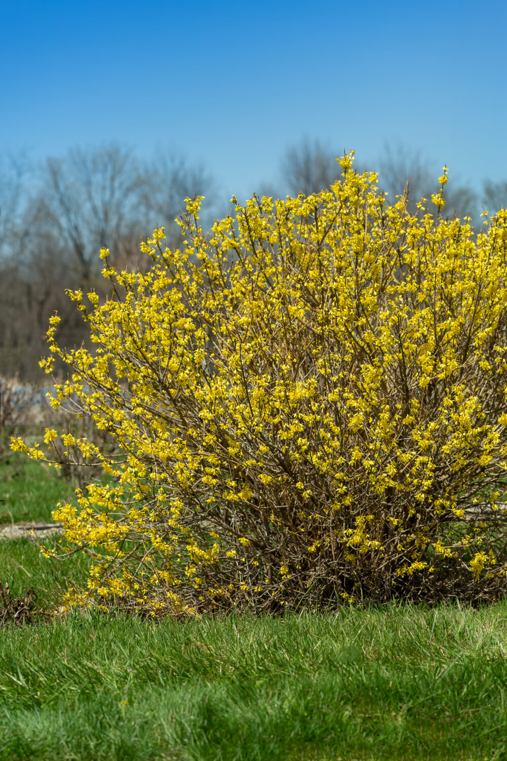 Spring Fling™ Forsythia | First Editions