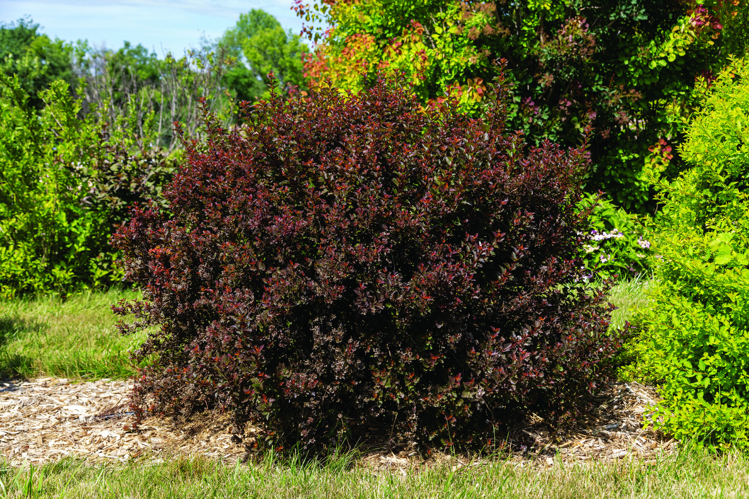 Spicy Devil® Ninebark | First Editions