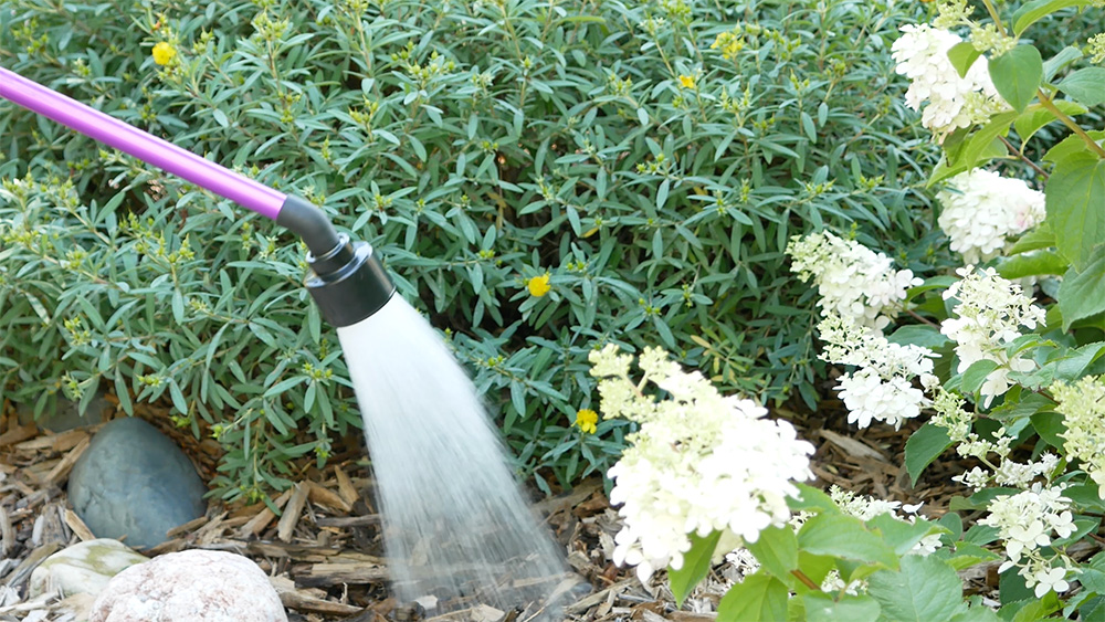 hose watering shrub in the landscape