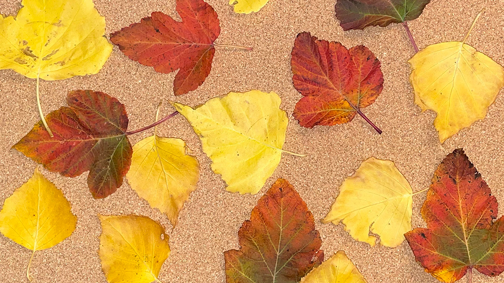 collected leaves from First Editions Parkland Pillar Birch Tree and Amber Jubilee Ninebark