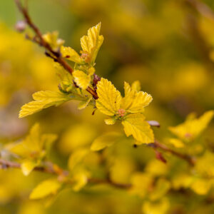 close up of yellow leaves on Lucky Devil Ninebark