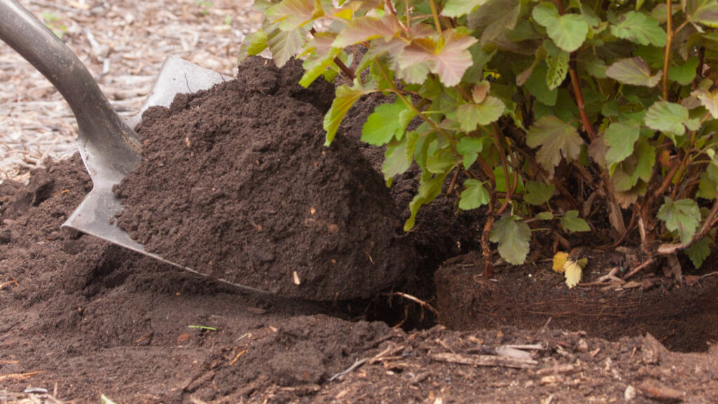 shovel filling in dirt around newly planted shrub in the landscape