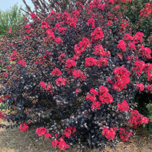 Shadow Magic Crapemyrtle shrub planted in the landscape