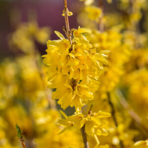 Spring Fling Forsythia yellow spring flowers