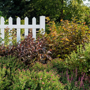 shrubs planted in the landscape in front of a fence