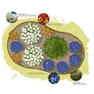 landscape design illustration of a garden bed with hydrangeas