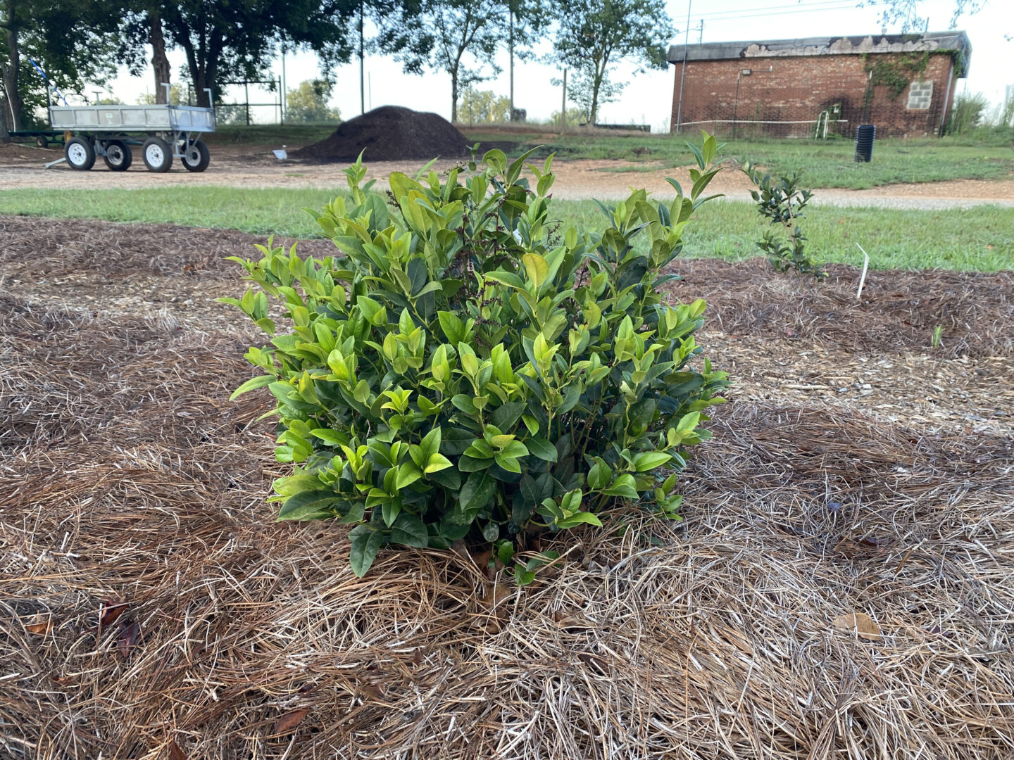 Lucky Leu™ Leucothoe First Editions