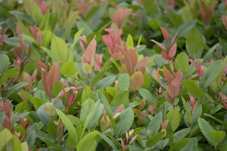 Lucky Leu® Leucothoe