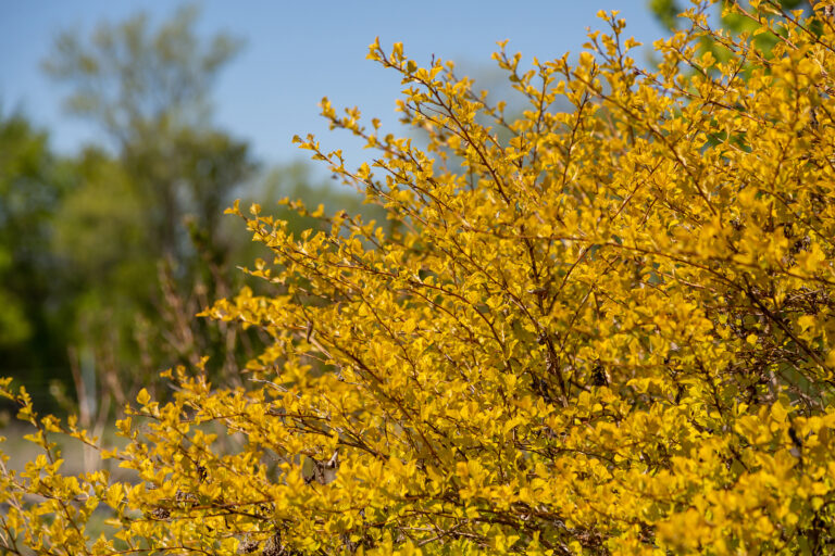 Honeycomb® Ninebark