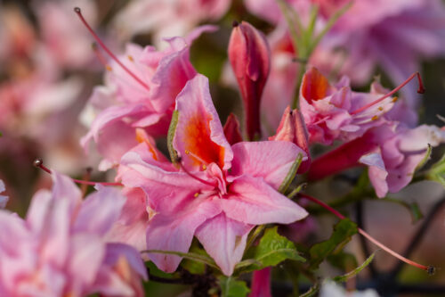 Electric Lights™ Double Pnk Azalea