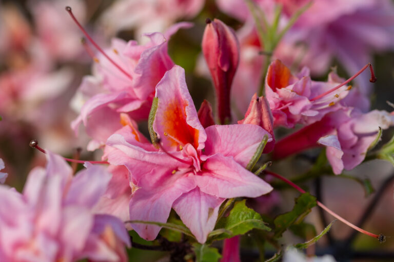 Electric Lights™ Double Pnk Azalea