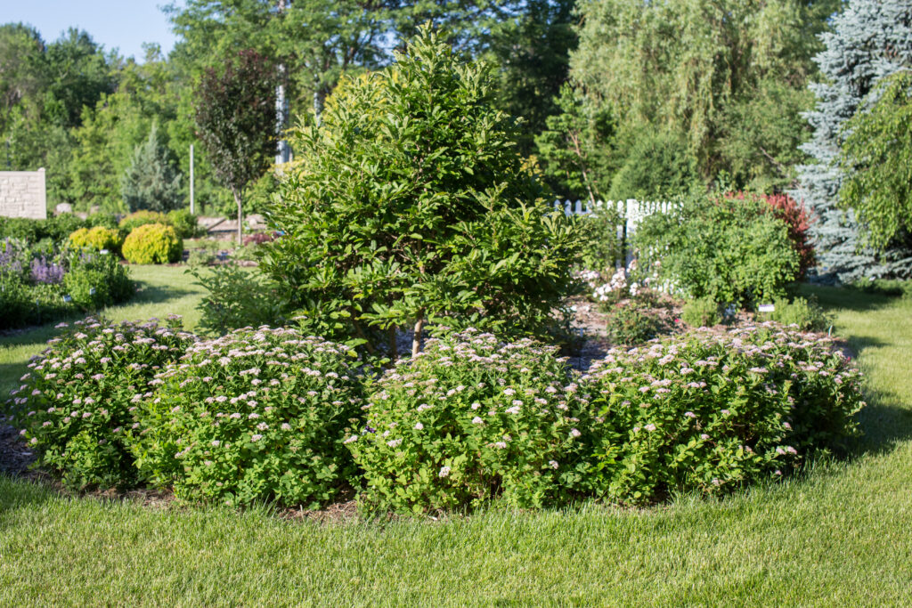 garden in the summer with shrubs and trees