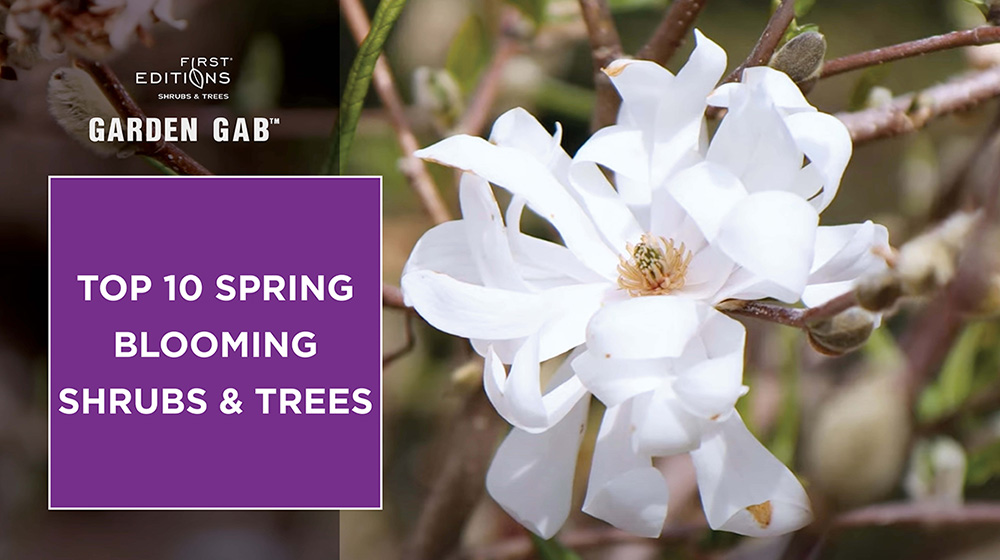 Top 10 Spring Blooming Shrubs and Trees