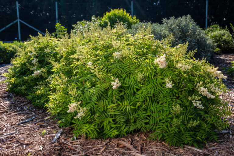 Matcha Ball® Ash Leaf Spirea