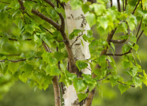 Close up of Parkland Pillar Birch's green foliage and white bark.
