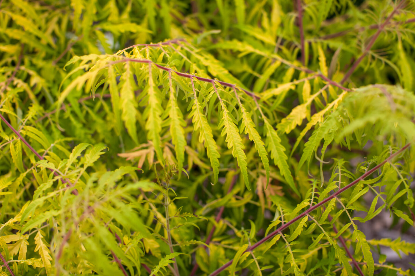 Rock Star Plant - Tiger Eyes® Cutleaf Staghorn Sumac | First Editions