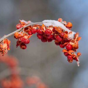 Snow on the red berries of Autumn Revolution