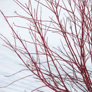 Red Dogwood against white snow