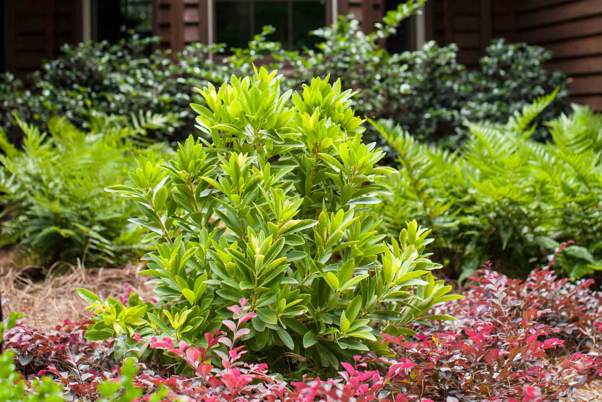 Rock Star Plant - BananAppeal® Small Anise Tree | First Editions