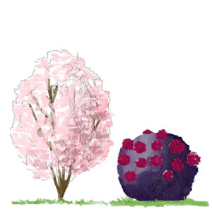 illustration showing Centennial Star Blush Magnolia next to Eclipse Bigleaf Hydrangea