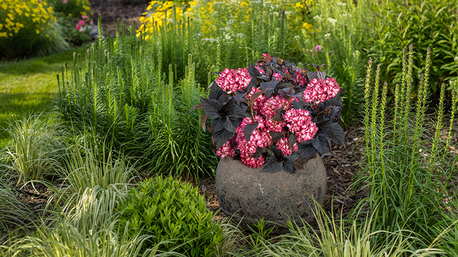 Eclipse Bigleaf Hydrangea planted in a decorative pot sitting in the garden