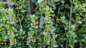 Rock Star Plant - Straight & Narrow® Japanese Holly | First Editions