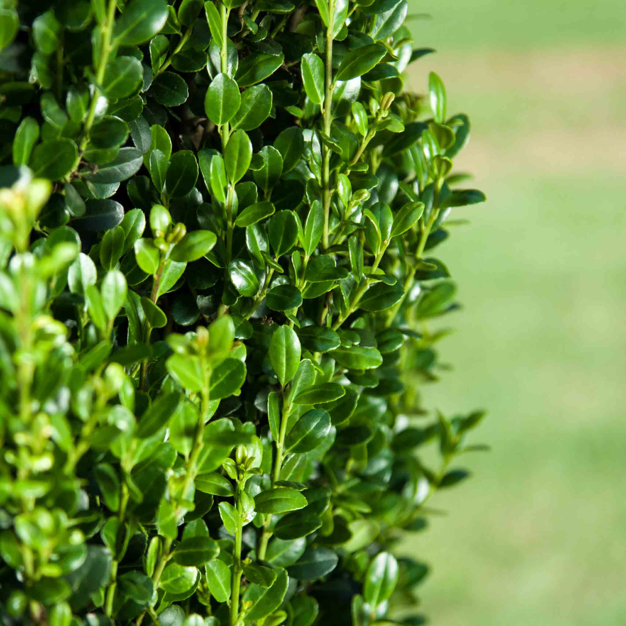 Rock Star Plant - Straight & Narrow® Japanese Holly | First Editions