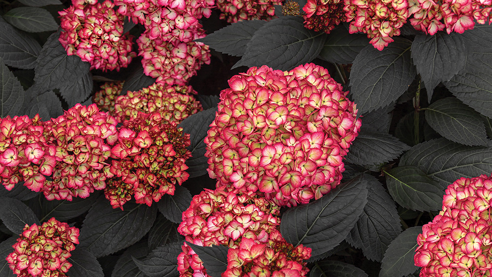 close up of Eclipse hydrangea with the dark leaves and cranberry flowers