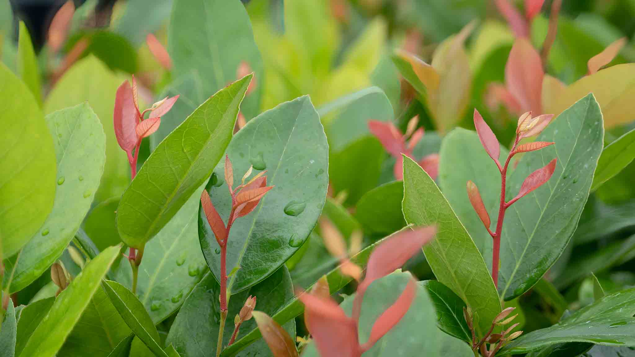 close up of green and red leaves of Lucky Leu Leucothoe