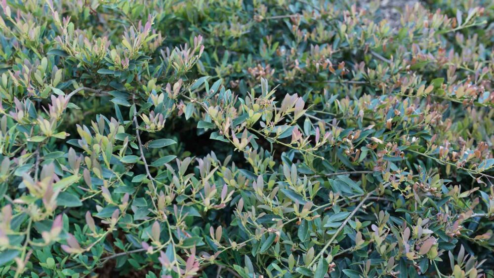 Rock Star Plant Cinnamon Girl® Distylium First Editions