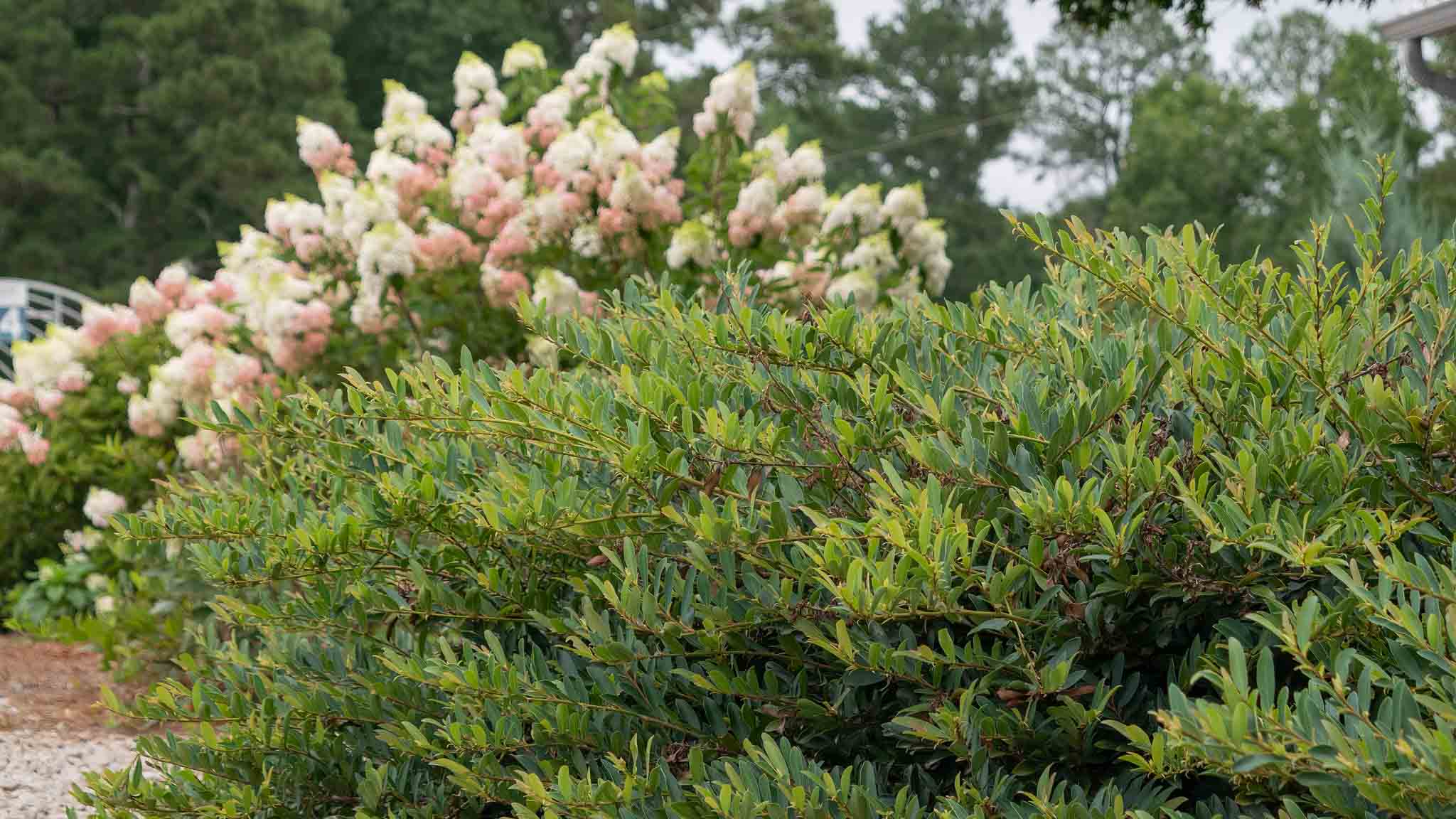Rock Star Plant Cinnamon Girl® Distylium First Editions