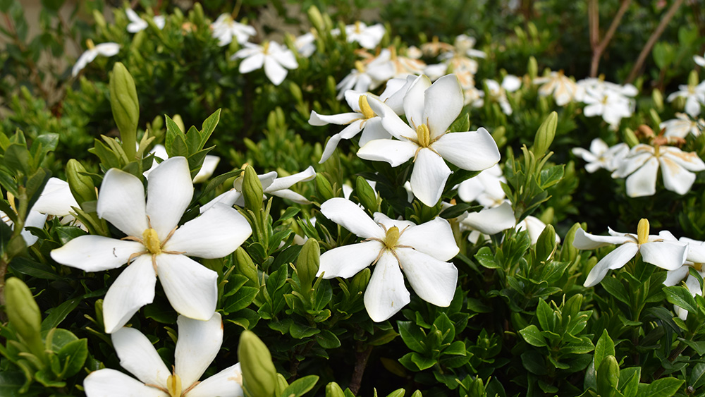 close up of white Sweet Star Gardenia flowers