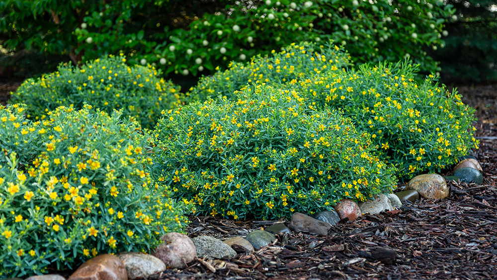 Cobalt-n-Gold Hypericum planted along a garden border