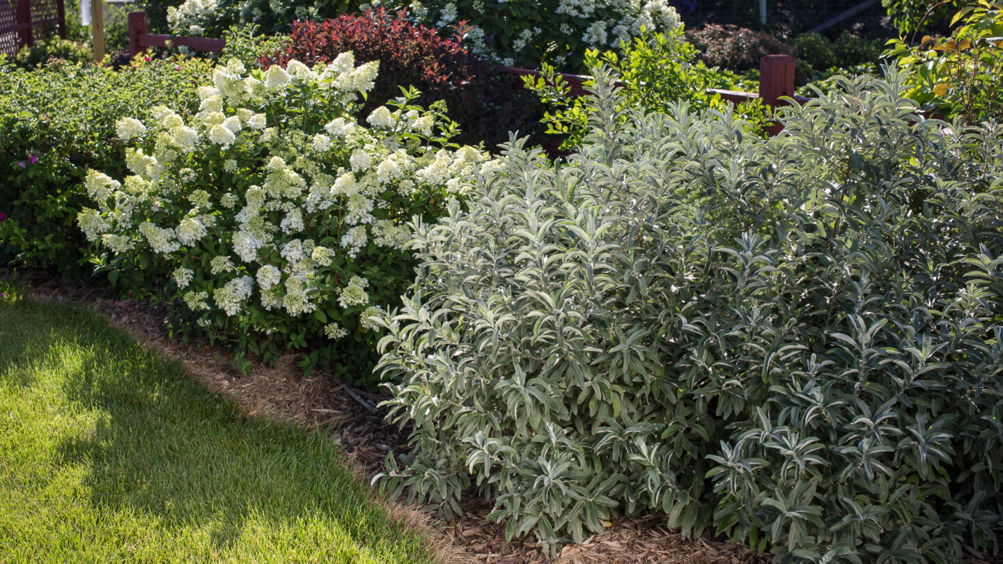 Spring Blooming Shrubs & Trees First Editions