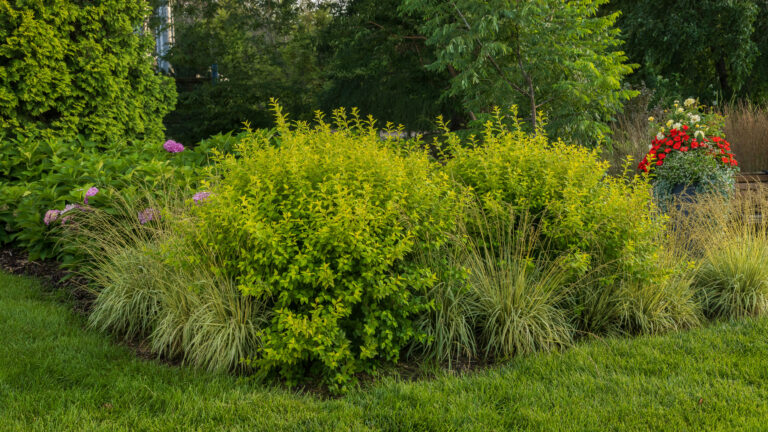 Lucky Devil® Ninebark