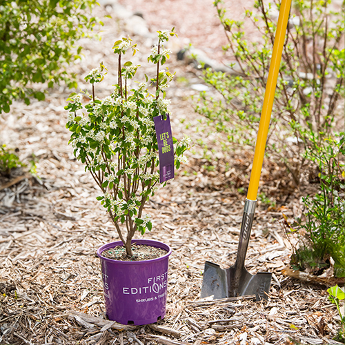 Planting First Editions Plants