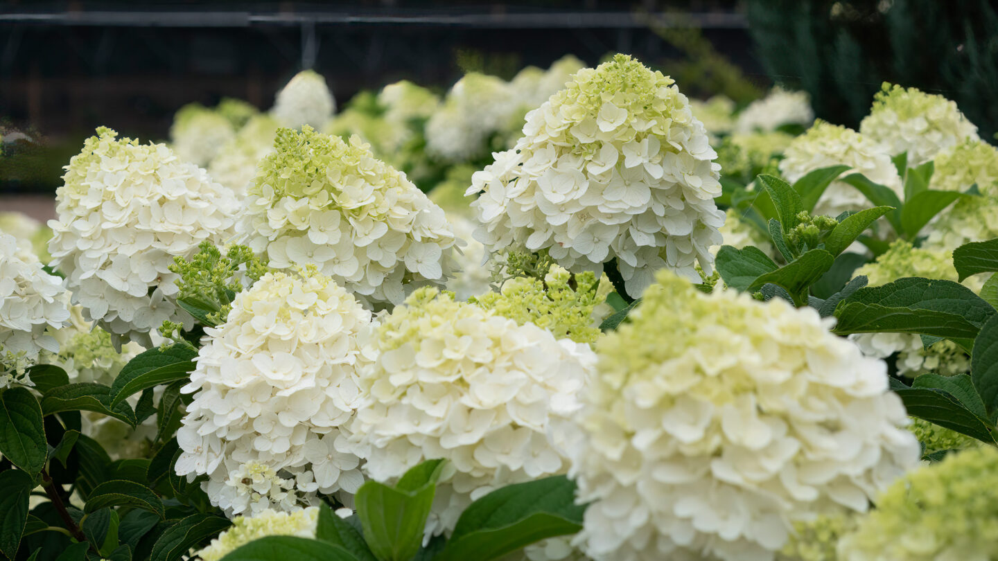 Panicle Hydrangeas: Everything You Need to Know | First Editions