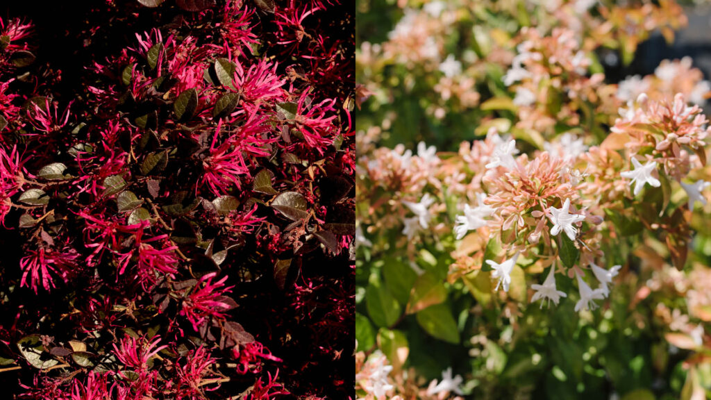 Crimson Fire Fringe Flower and Eternal Sunshine Abelia