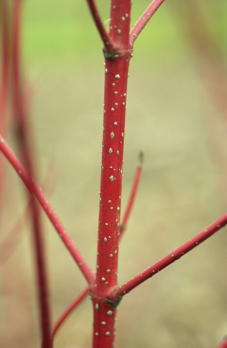 CornusalbaFirstEditionsBatonRouge-05-6478-1