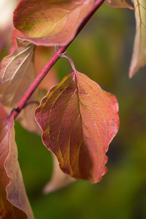 CornusalbaFirstEditionsBatonRouge-053-6478-1