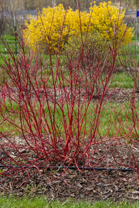 CornusalbaFirstEditionsBatonRouge-054-6478-1