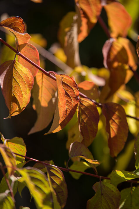 CornusalbaFirstEditionsBatonRouge-055-6478-1