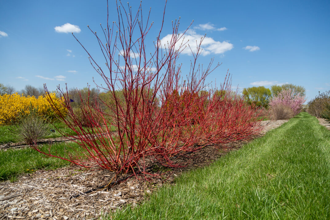 CornusalbaFirstEditionsBatonRouge-057-6478-1